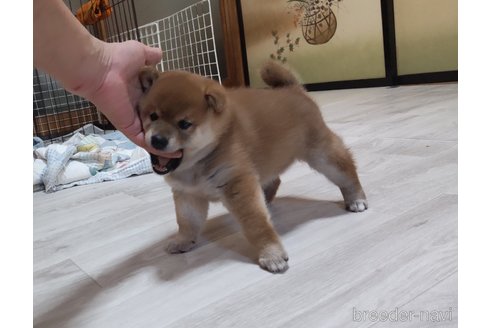 成約済の秋田県の柴犬-335156の4枚目